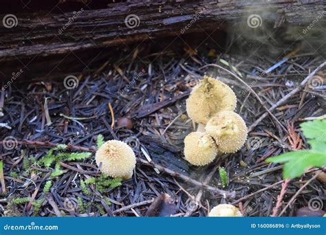 Rare mushroom spores